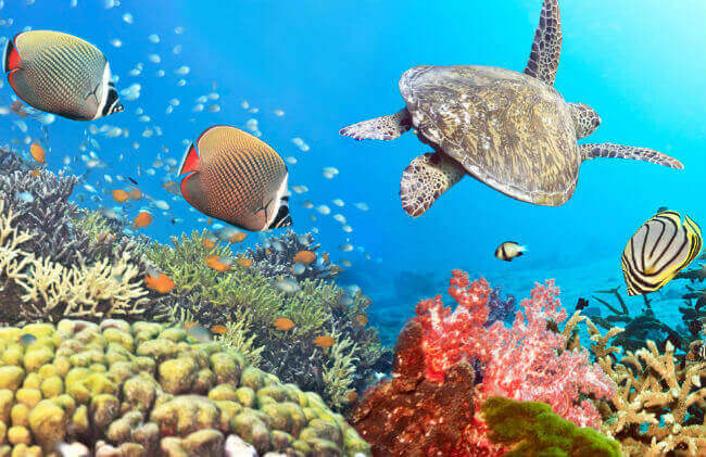 Underwater_Thailand_01