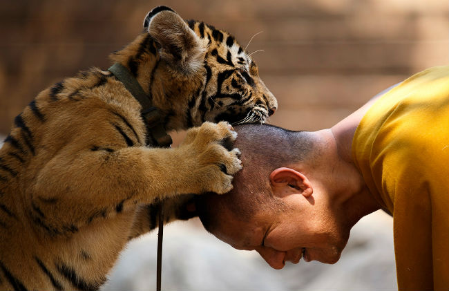 thailand-tiger-temple