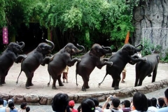 elephant_showjpg